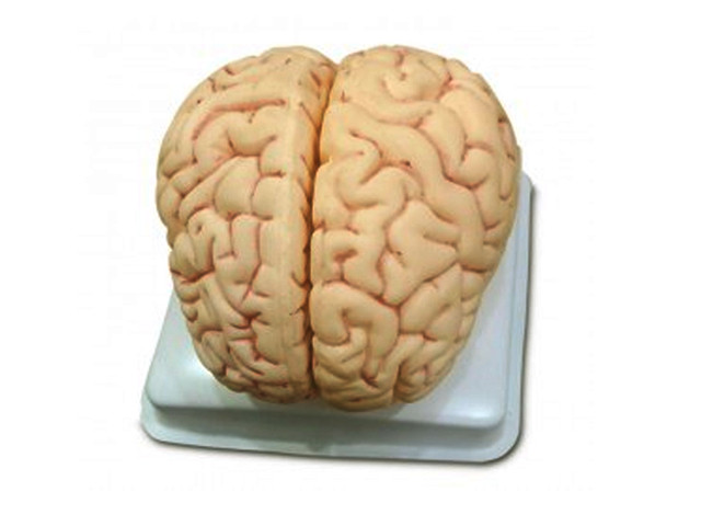 Brain Model 2 Part