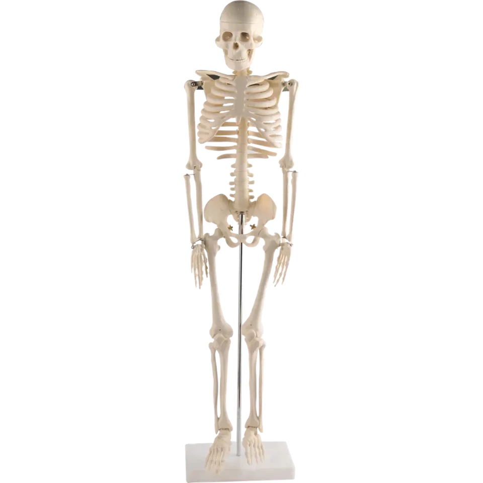 Natural Life Size Skeleton 180 Cm