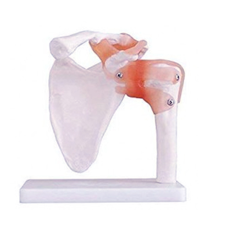 Human Shoulder Joint Model With Flexible Ligaments to Show Movement