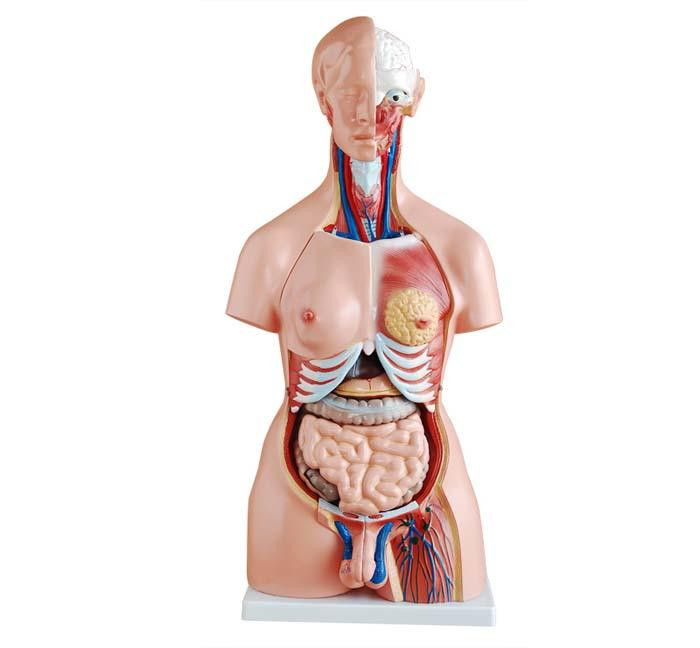 Unisex Torso Anatomical Model - 45cm Tall with 23 Removable Parts