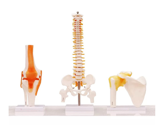 Spine Model, Knee Model, Shoulder Model, 3 Items Bundle  Premium Medical Quality