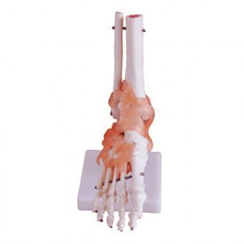 Foot Joint Model with Ligaments