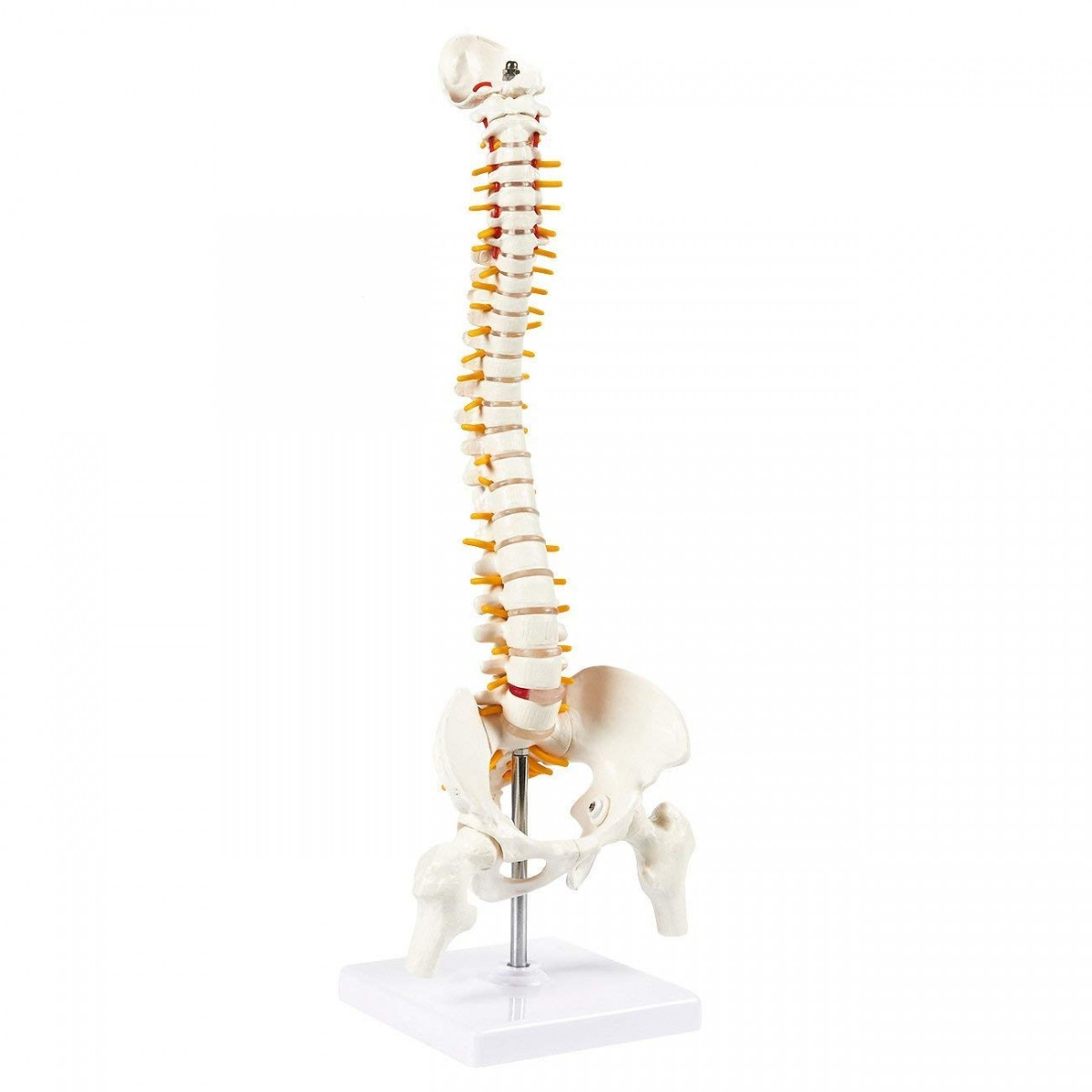 Human Mini Spinal Column Model