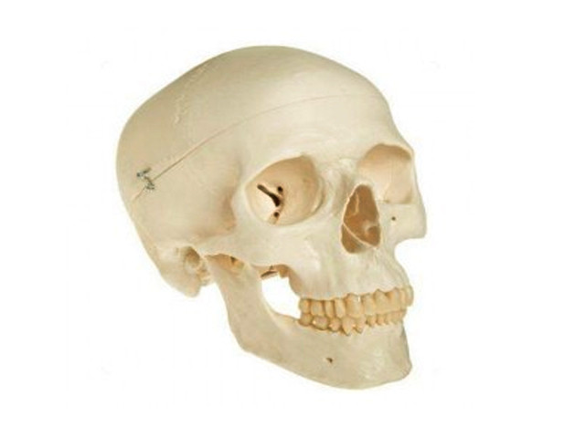 Skull Model Life Size  Adult