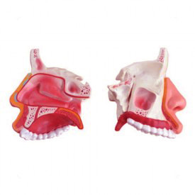 Anatomical Nasal Cavity Model