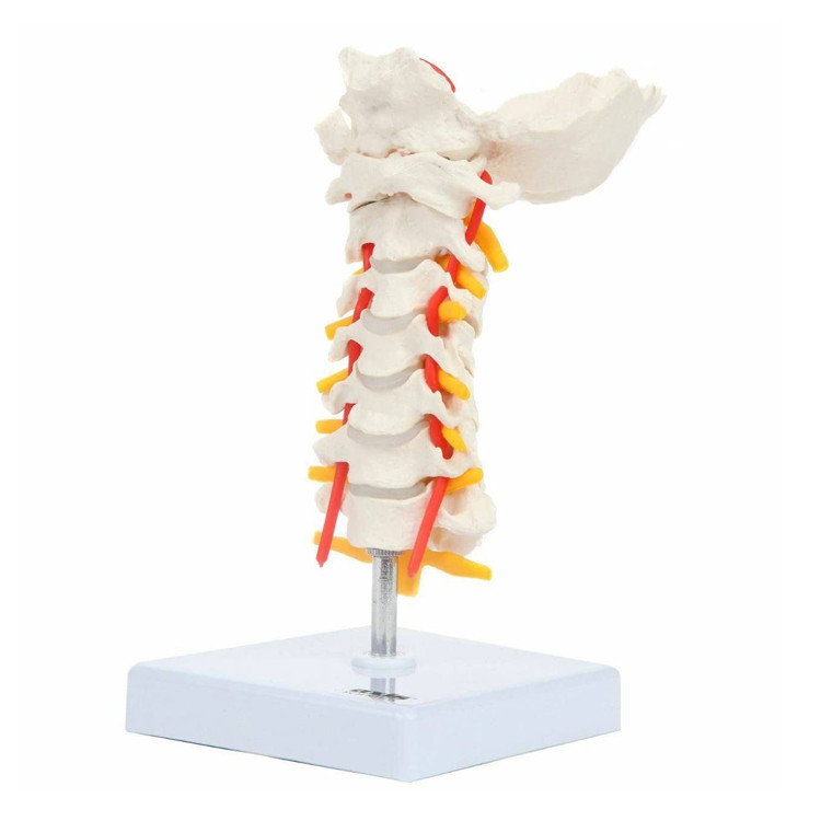 Cervical Spine Model with Spinal Nerves and Arteries Vertebrae Model