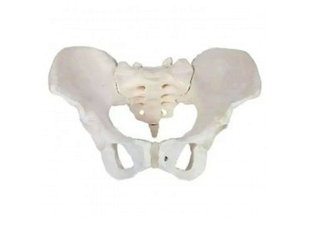 Pelvis Model Adult Female