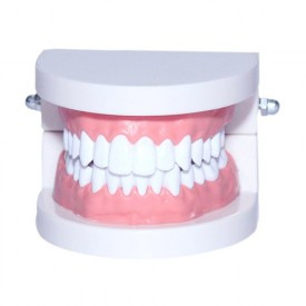 Dental Denture Adult Standard Gums Teeth Model