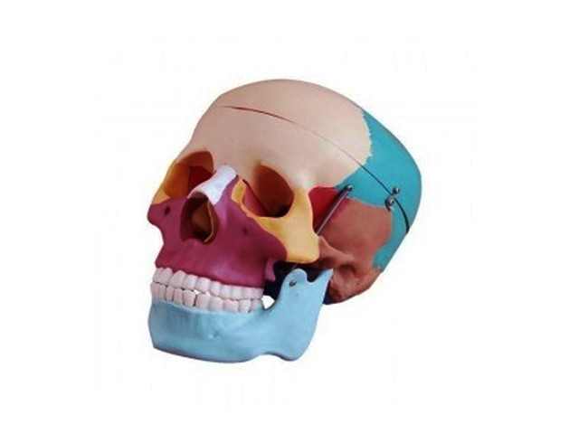 Human Skull Model Painted